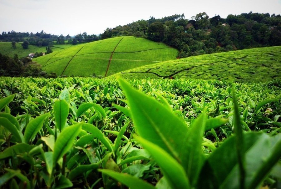 1 Day Kiambethu Tea Farm